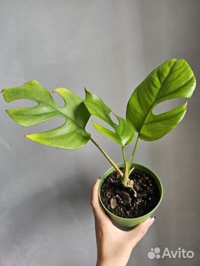 Комнатные растения