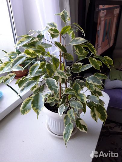 Фикус бенджамина Golden king