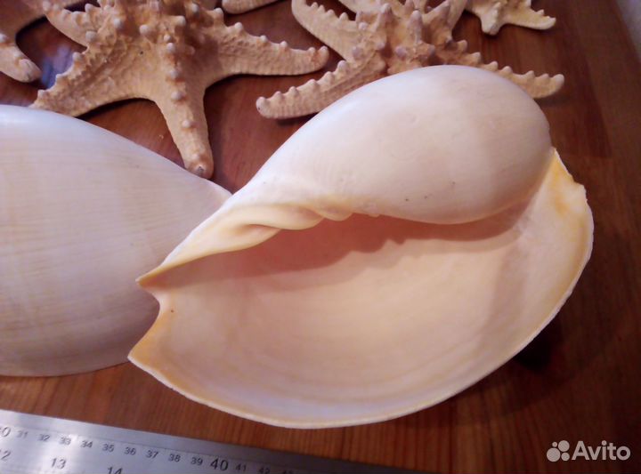 Морская раковина Мело-диадема большая