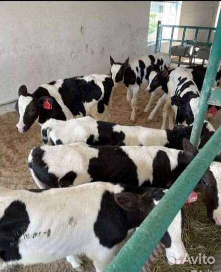 Бычки телята