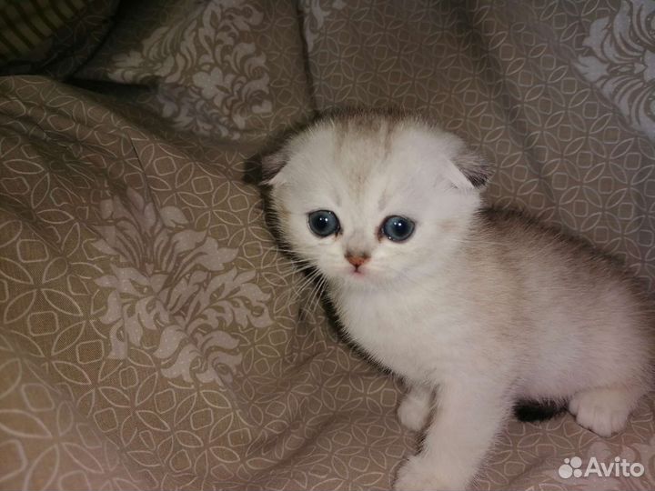 Котята скоттиш фолд
