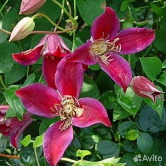 Клематисы 3 группы обрезки