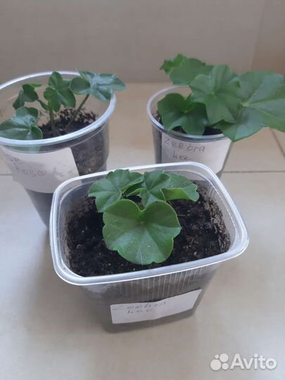 Герань пеларгония плетистая