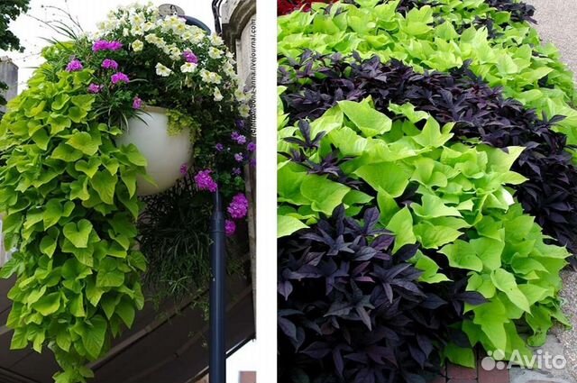 Ипомея батат, пять сортов