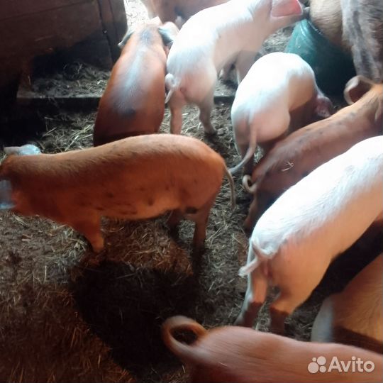 Поросята ландрас
