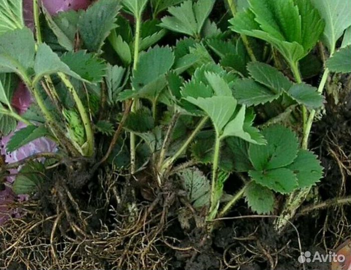 Рассада клубники