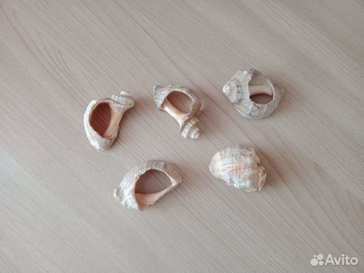 Ракушки морские