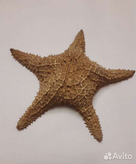 Морская звезда 29см