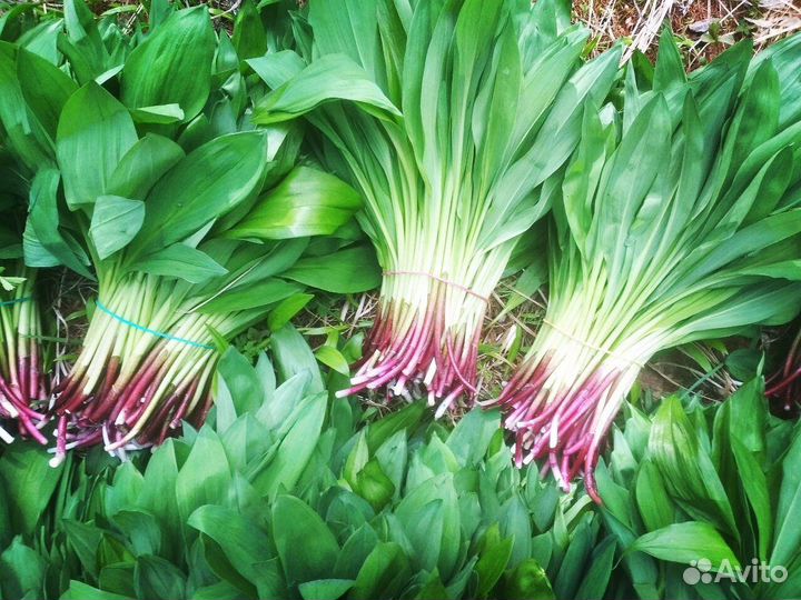 Черемша свежая