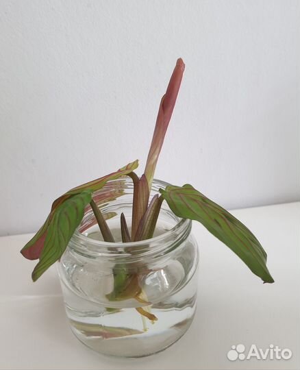 Маранта трехцветная (триколор) отросток