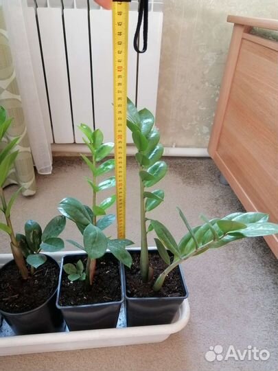 Доллоровое дерево