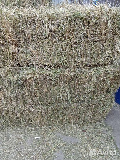 Сено люцерны в тюках