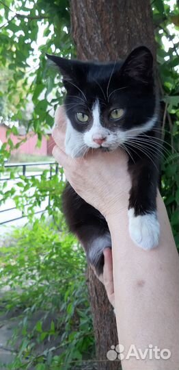 Кошка в дар