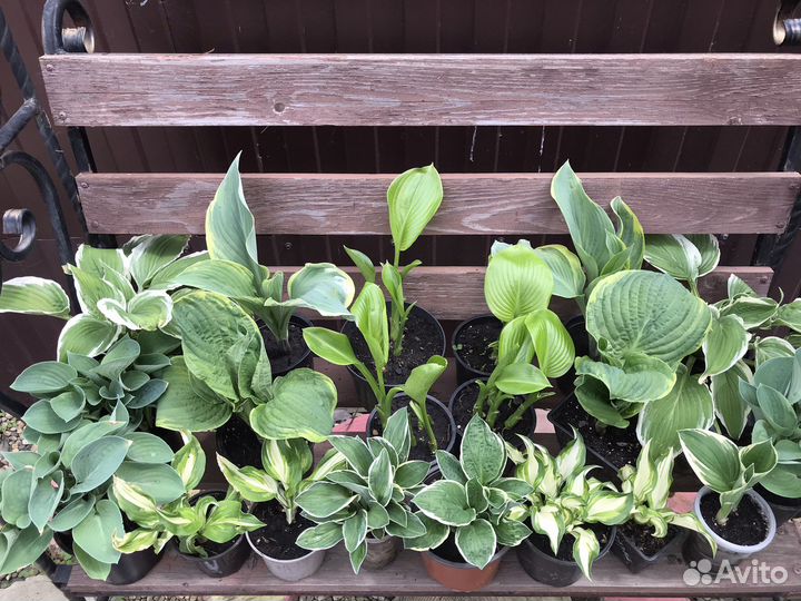 Форзиция и хоста