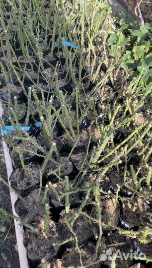 Саженцы роз