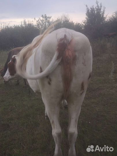 Тёлка симентальской породы 2.2года