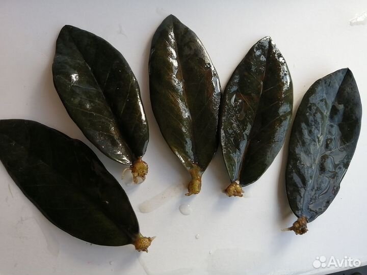 Чёрный замиокулькас Равен