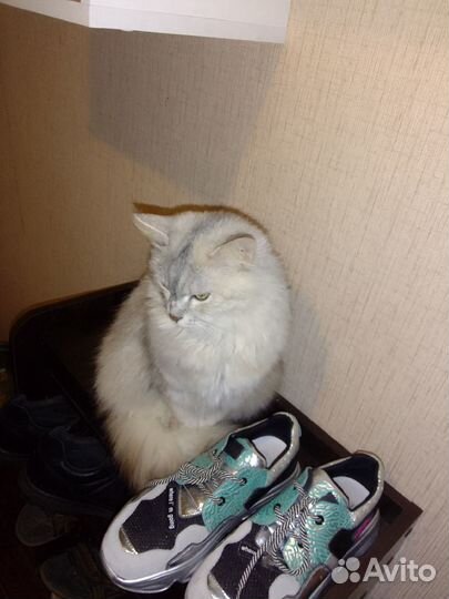 Кошки в добрые руки