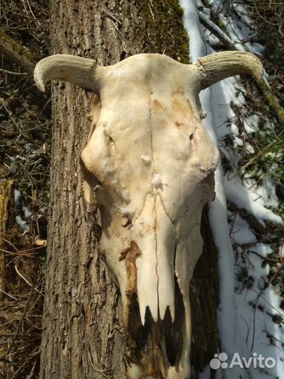 Череп коровы