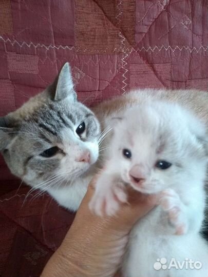 Котик оказался кошечкой