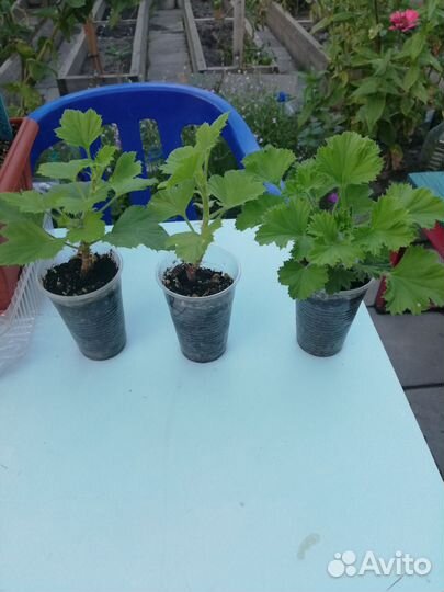 Пеларгония герань