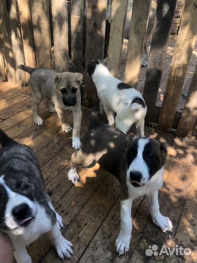 Щенки алабая