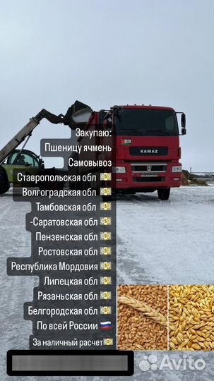 Зерно пшеница ячмень