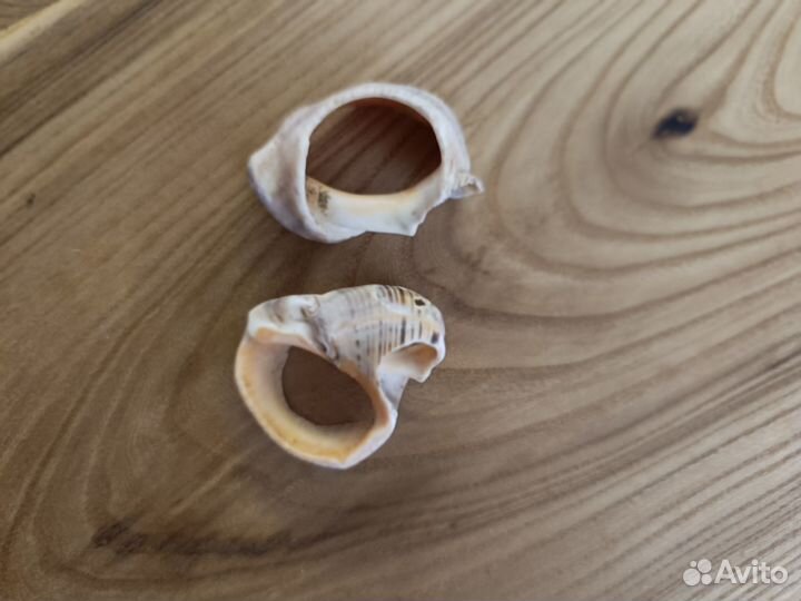 Морские ракушки раковины