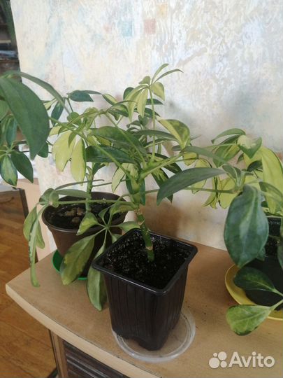 Шефлера вариегатная