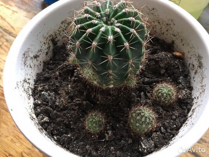 Кактус бесплатно или на обмен