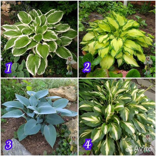 Хоста Цветы для сада