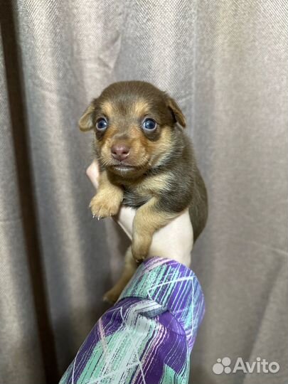 Щенки пинчера