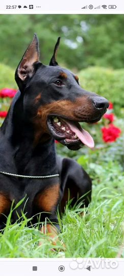Доберман пинчер