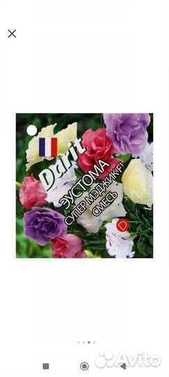 Эустома рассада