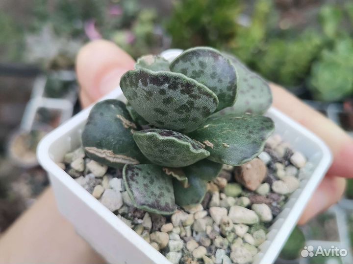 Адромискусы