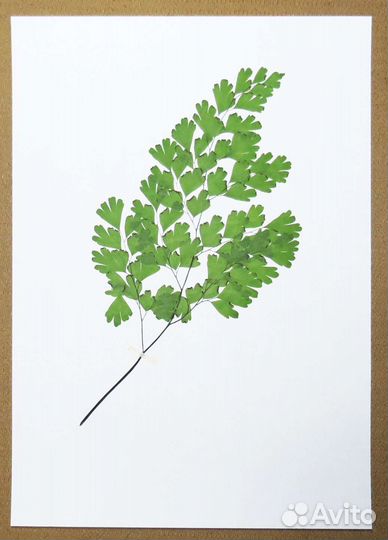 Нефролеписы, Адиантумы, Аир