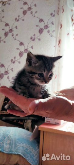 Котята отдам в добрые руки бесплатно)