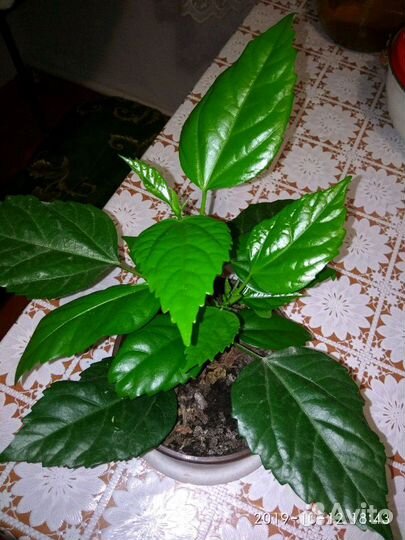 Гибискус (китайская роза)