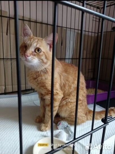 Котик в дар