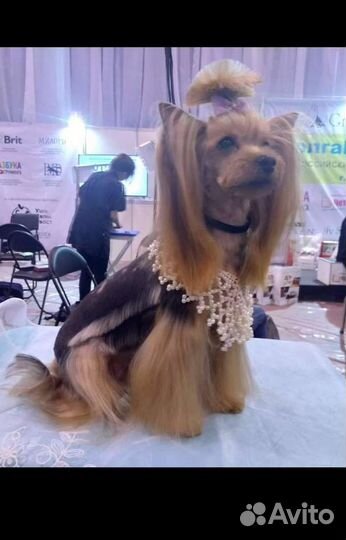 Стрижка собаки в соответствии с Вашими пожеланиями