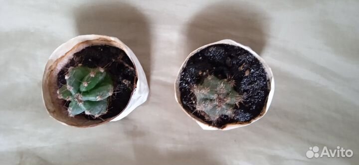 Кактус - отростки