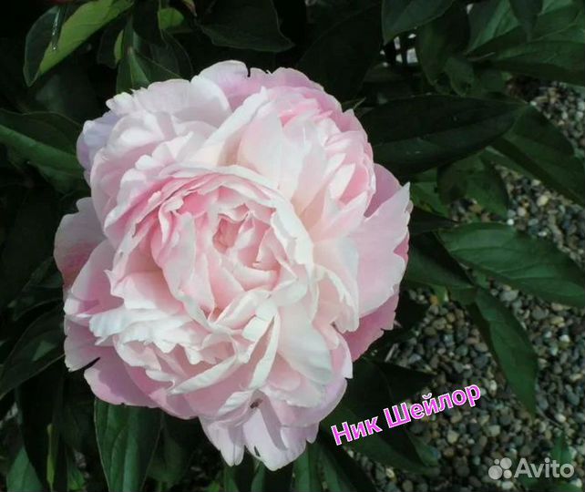 Бомбический Пион Ник Шейлор