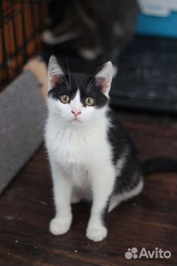 Котенок девочка
