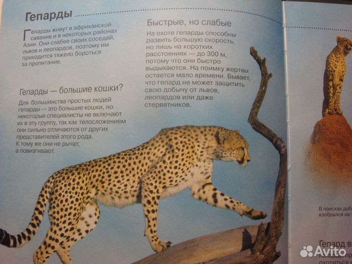 Большие кошки