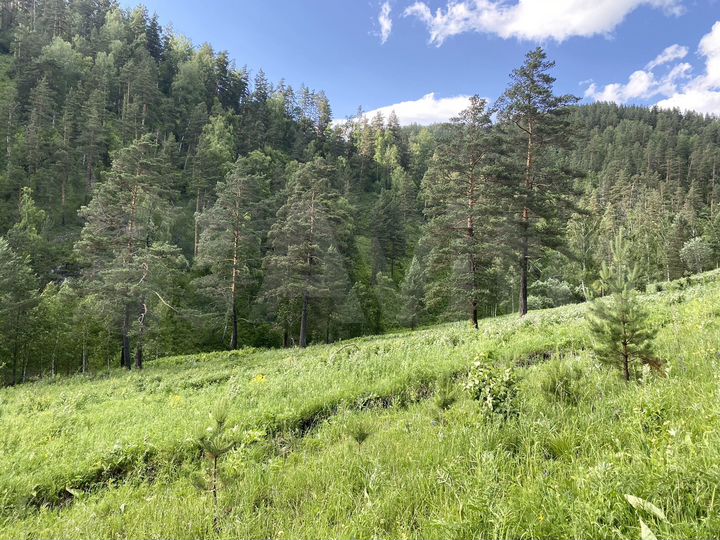 Участок 3,67 га (СНТ, ДНП)