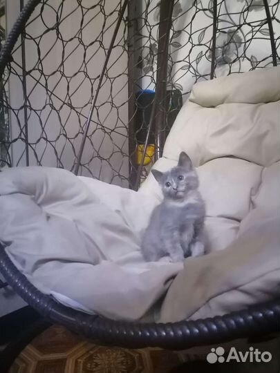 Скоттиш - страйт, девочка