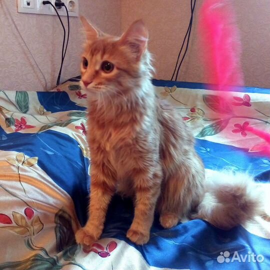 Лисичка -ласковая рыжая девочка 8 месяцев ждет вас