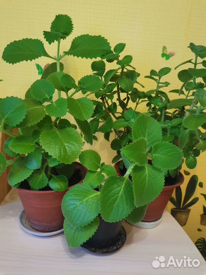 Комнатная мята. Алоэ