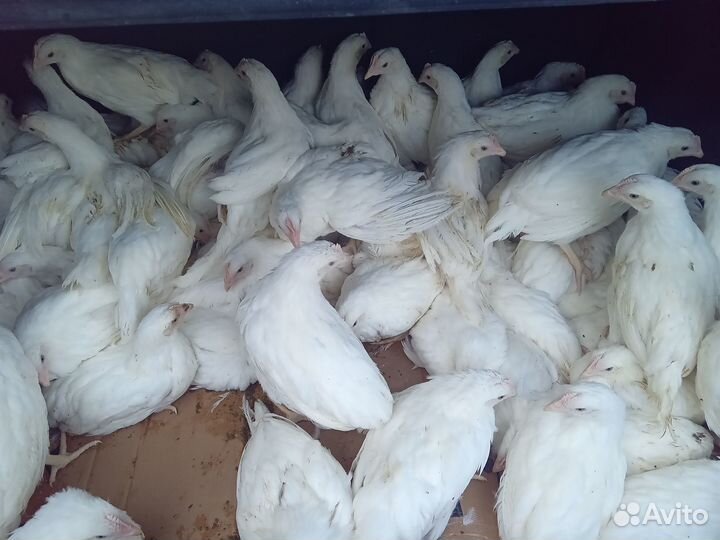 Куры несушки