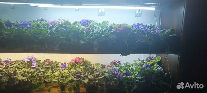 Фиалки набором и поштучно